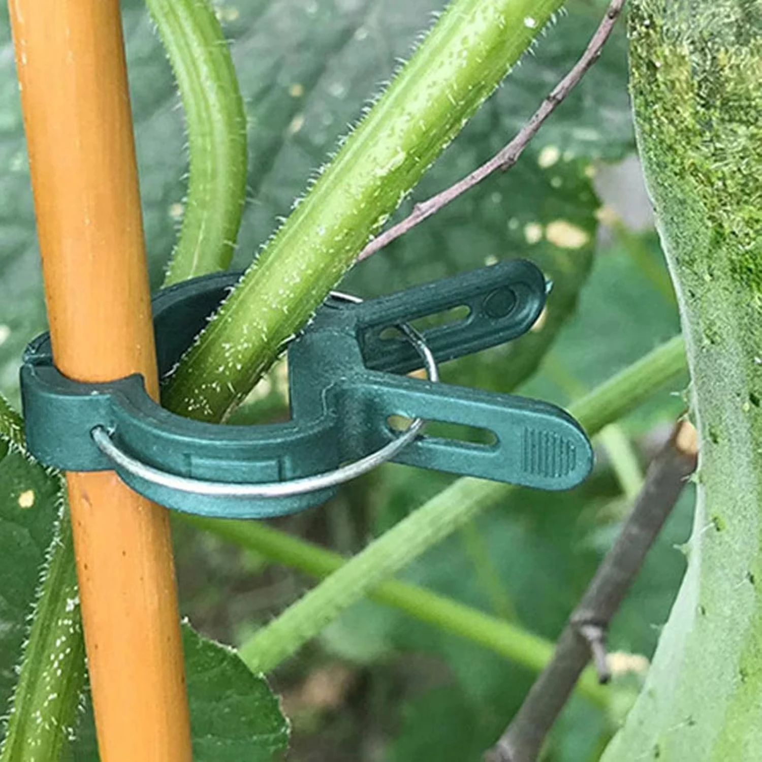 Plant Fixed Clips Reusable Gar - Vine Climbing Plastic ulasan dan harga