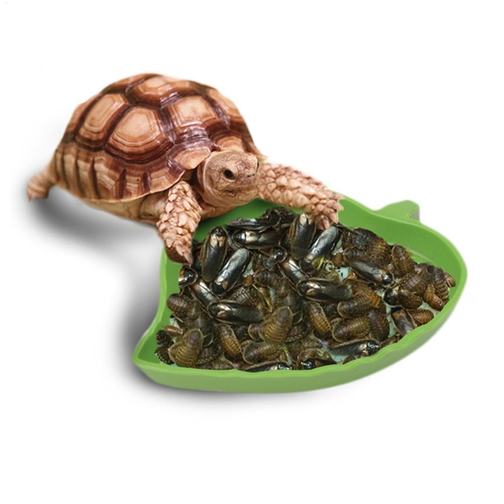 Amphibians Reptiles Feeder Pla - Water Dish Reptile ulasan dan harga